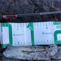 2021 佐渡ヶ島エギング