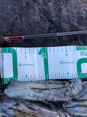 2021 佐渡ヶ島エギング