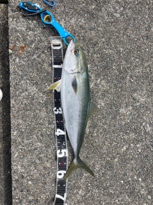 ショアジギング