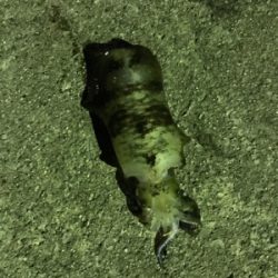 予期せぬゲスト