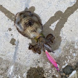 朝マズメエギング