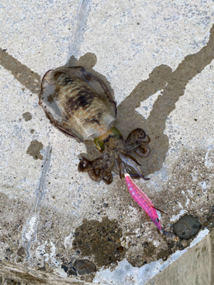 朝マズメエギング