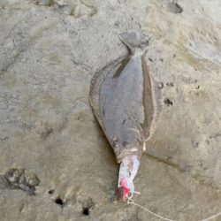 懲りずに今日も釣行！