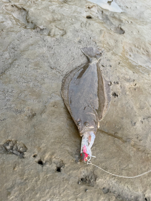 懲りずに今日も釣行！