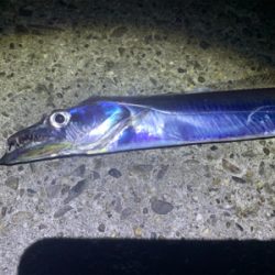 エギングと太刀魚狙い。