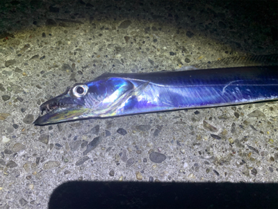 エギングと太刀魚狙い。