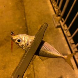 アジング、エギング