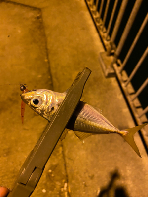 アジング、エギング