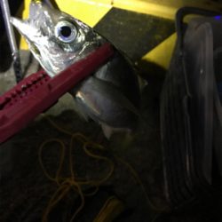 2時まではコンスタントに釣れていたのだが、、、