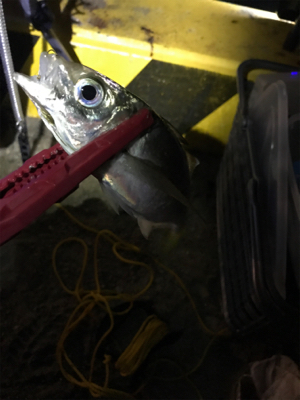 2時まではコンスタントに釣れていたのだが、、、