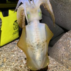 やっぱりエギングはエギのローテが大事(^｡^)