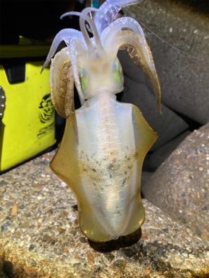 やっぱりエギングはエギのローテが大事(^｡…