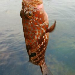 障泥烏賊4杯！キジハタ1匹！