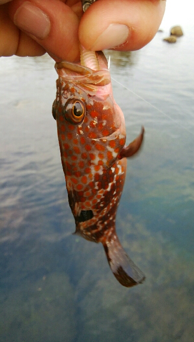 障泥烏賊4杯！キジハタ1匹！