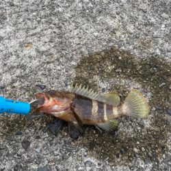 ウキダンゴ釣り