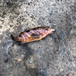 久々ロックフィッシュ、おまけでエギング