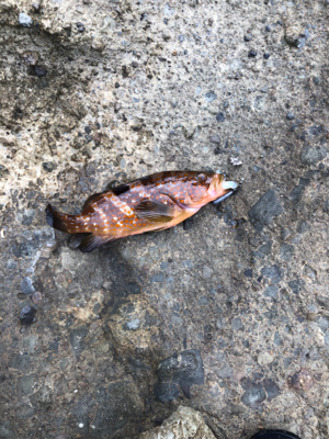 久々ロックフィッシュ、おまけでエギング