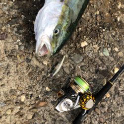 静寂の中のサゴシチューン