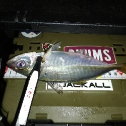 豆アジング@南港