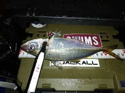 豆アジング@南港