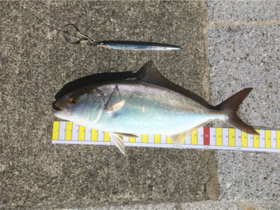 今日も1日ジギングを楽しみました