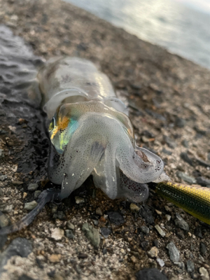 波と風と潮が…