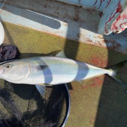 淡路島で落とし込み