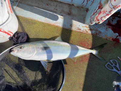 淡路島で落とし込み