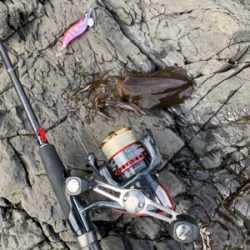 日本海エギング