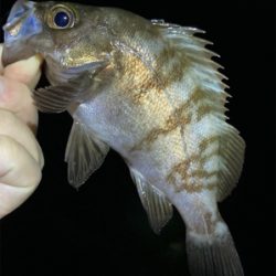 アジング・メバリング