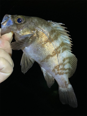 アジング・メバリング