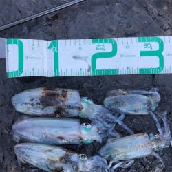 2021 佐渡ヶ島エギング 16回目