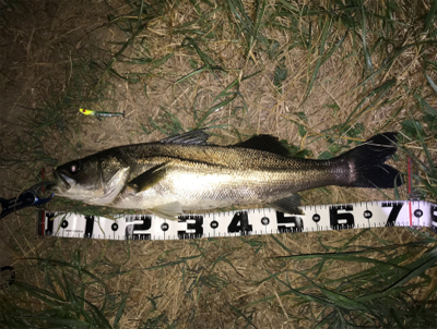 ランカーまで後2cm(>_<)