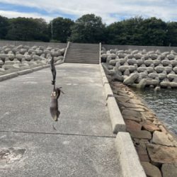 サイトエギング