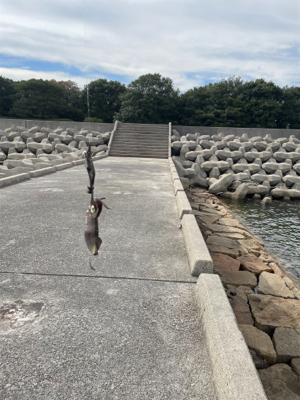 サイトエギング