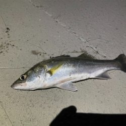 緑川の初場所で!