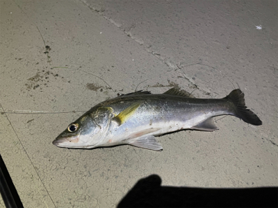 緑川の初場所で!