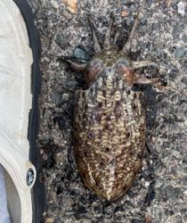 エギで五目達成