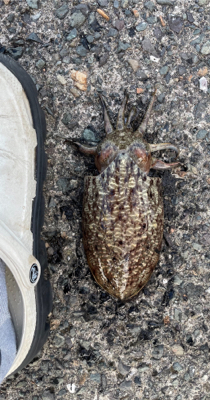 エギで五目達成