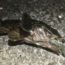 台風通過前調査