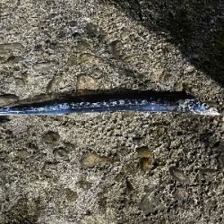 はじめての和歌浦漁港