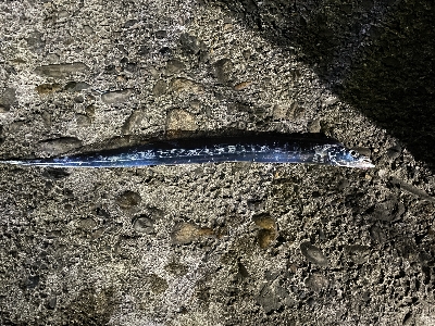 はじめての和歌浦漁港