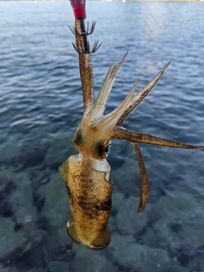 朝マズメエギング