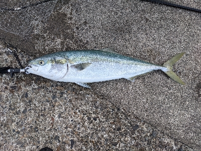 太刀魚からのブリ