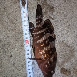 キジハタ35cm出ました