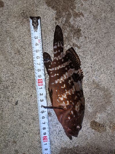 キジハタ35cm出ました