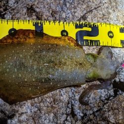 ムーンナイトエギング