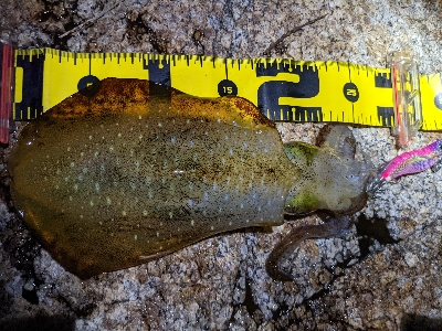 ムーンナイトエギング