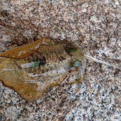 夕マズメエギング