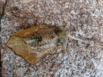 夕マズメエギング